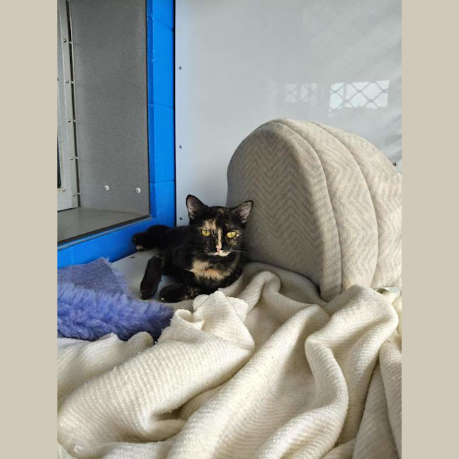 Photo of Olive