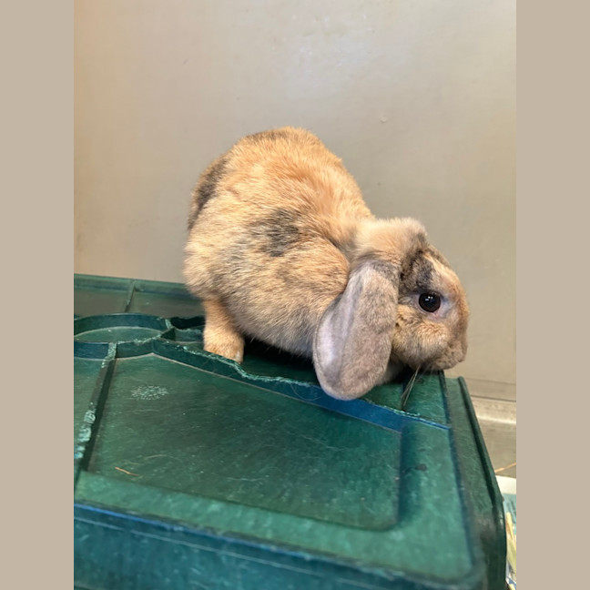 Photo of Miffy