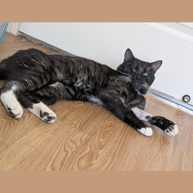 Photo of Guinness