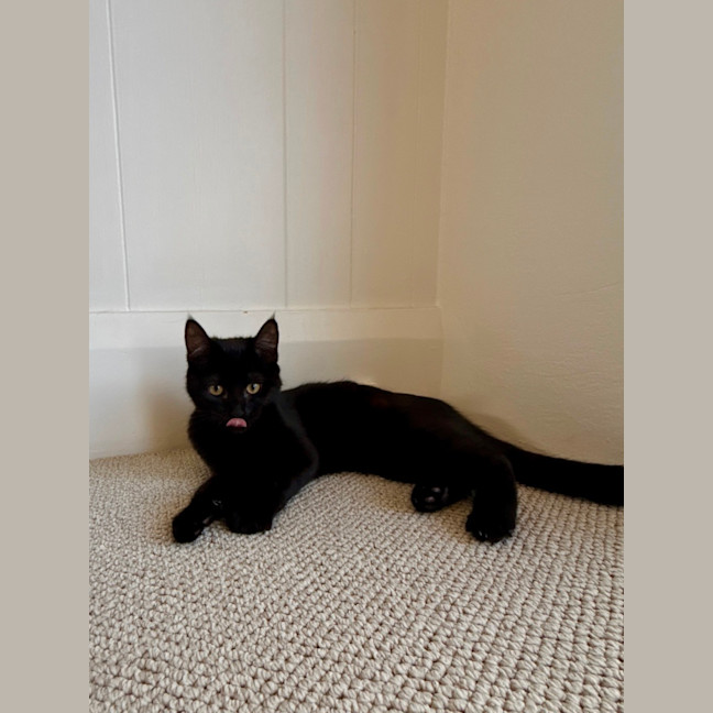 Photo of Junie 