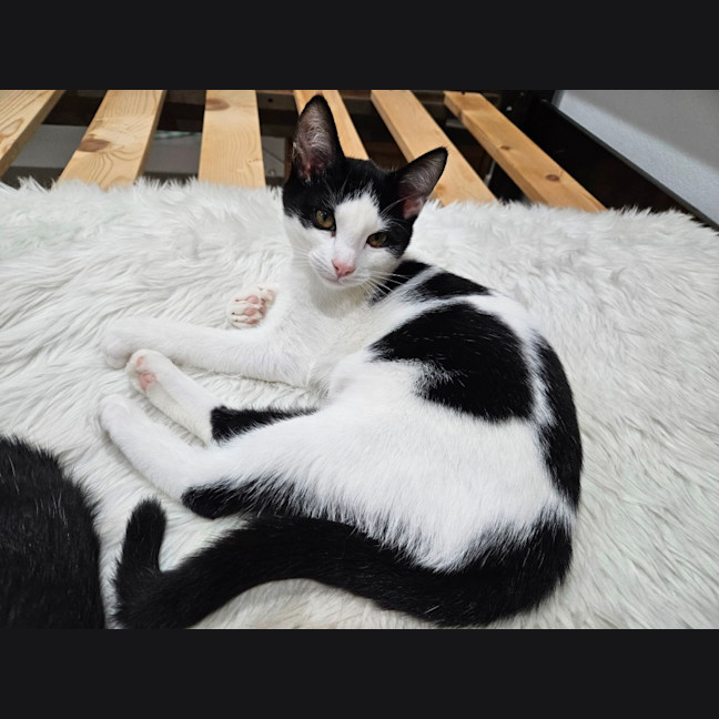 Photo of Mina