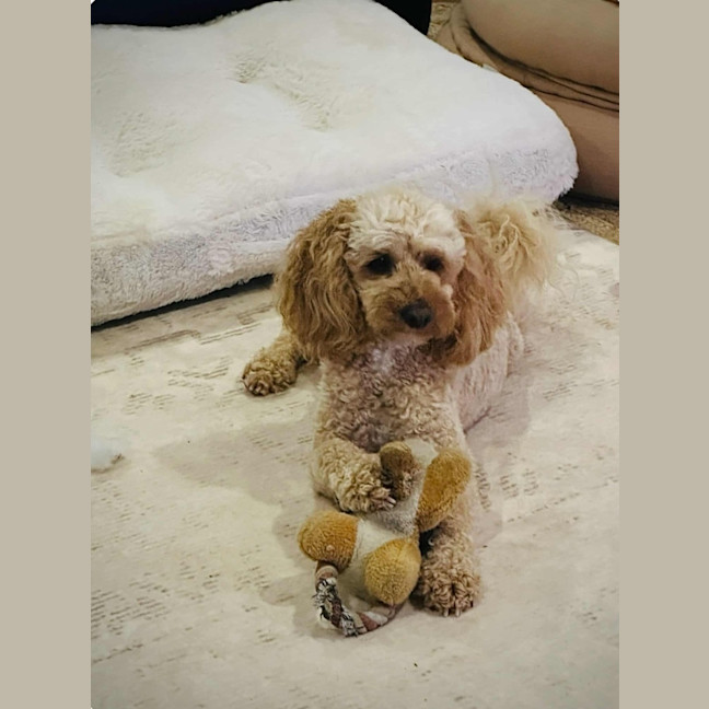 Photo of Kai And Kobi