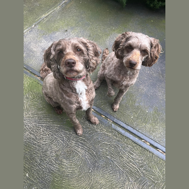 Photo of Charlie & Mei Mei