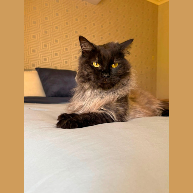 Photo of Banjo