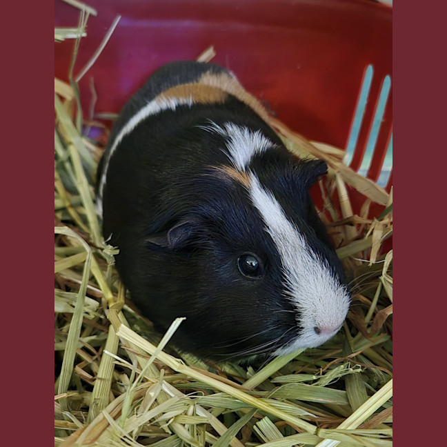 Photo of Alexandria (Bonded With Isabella)