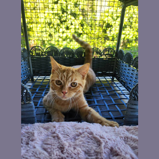 Photo of Peaches
