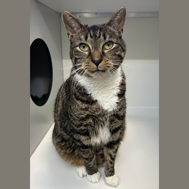 Photo of Gimli (Bonded To Evie)