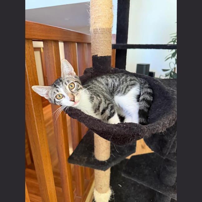 Photo of Pixel