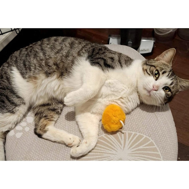 Photo of 12561   Hamish