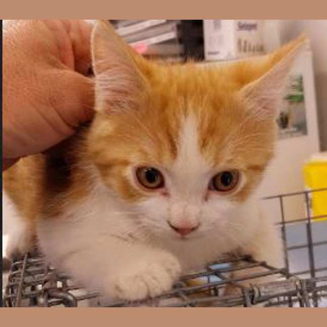 Photo of Bijan The Yellow Dumbo Octopus