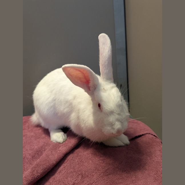 Photo of Waffle