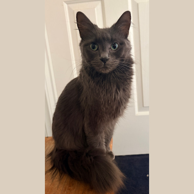 Photo of Olive
