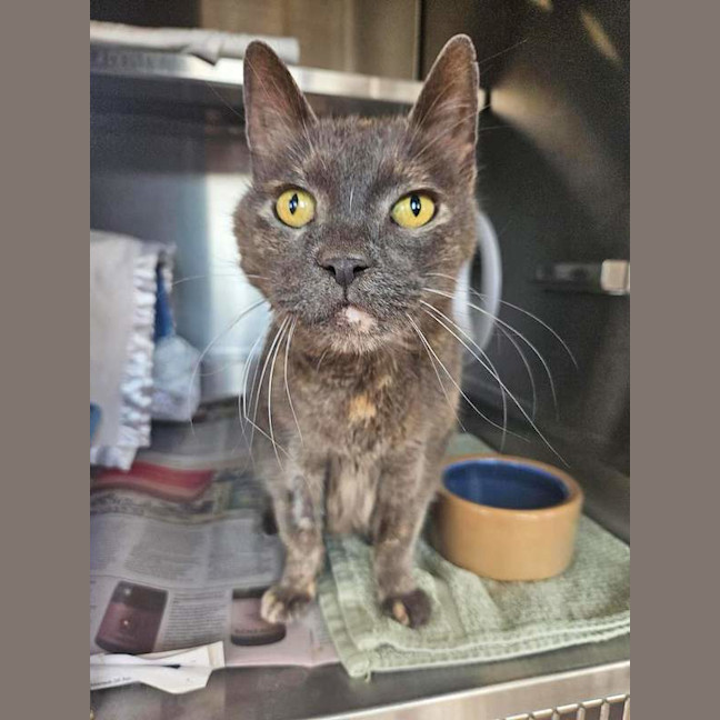 Photo of Smokey