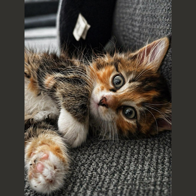 Photo of Pretzel 🥨