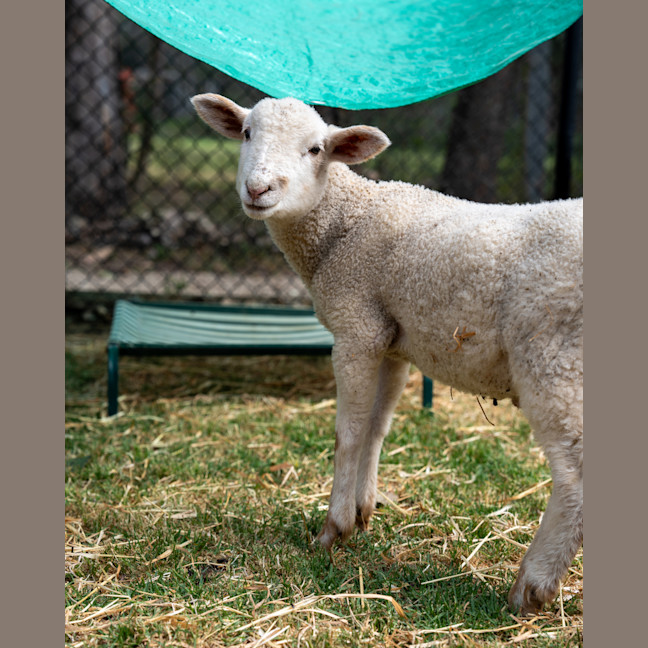 Photo of Lamborghini