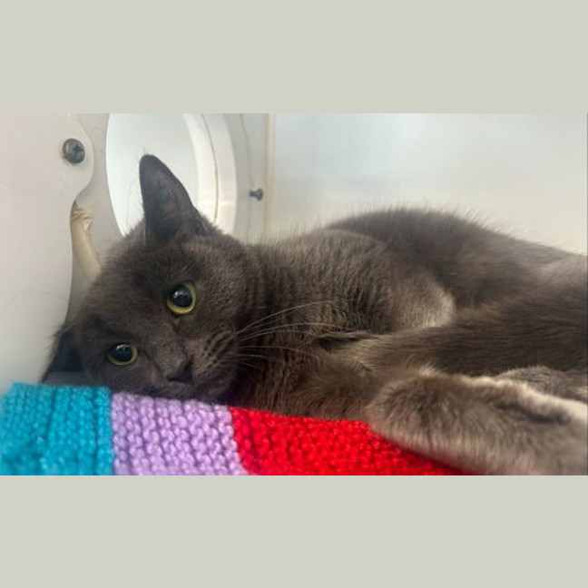 Photo of Blueberry