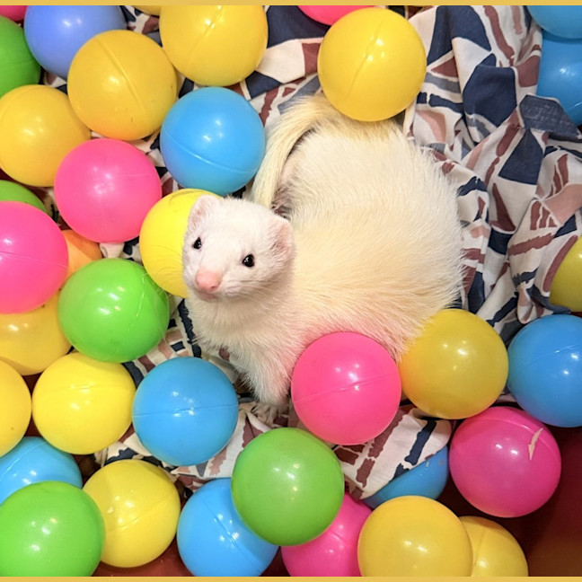 Photo of Alice