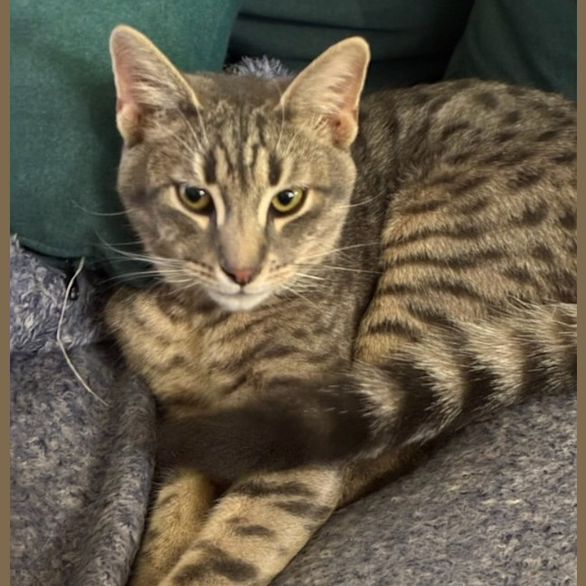 Photo of Zoodle Now Ripley