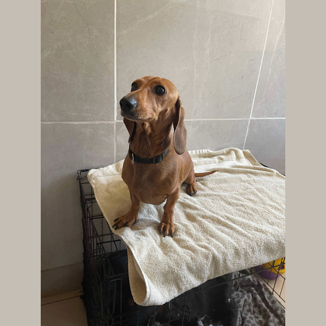 Photo of Betty And Dobbie