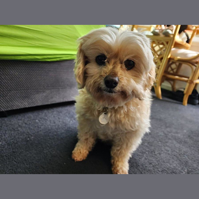 Photo of Lola Silvanus