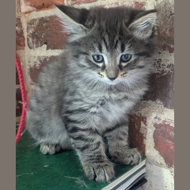 Photo of Jet