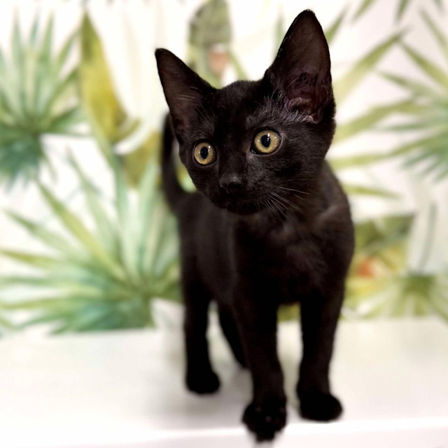 Photo of Asher   Located In Keilor 