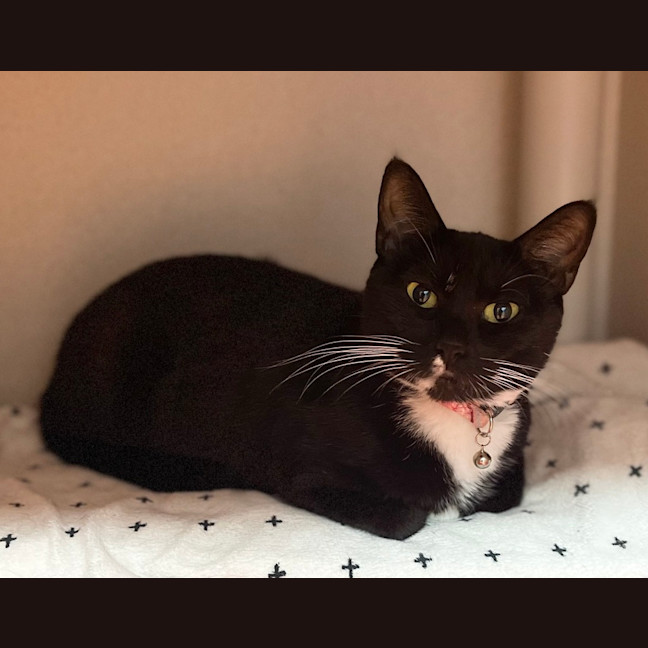 Photo of Cherry