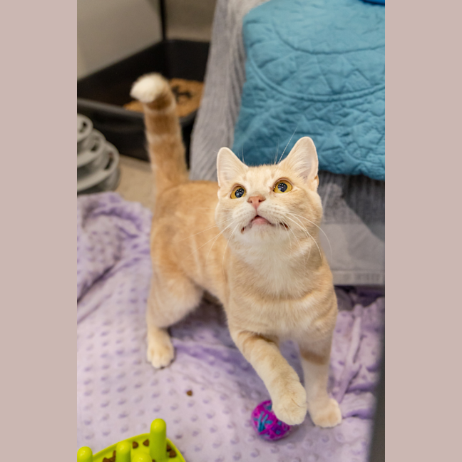 Photo of Barney