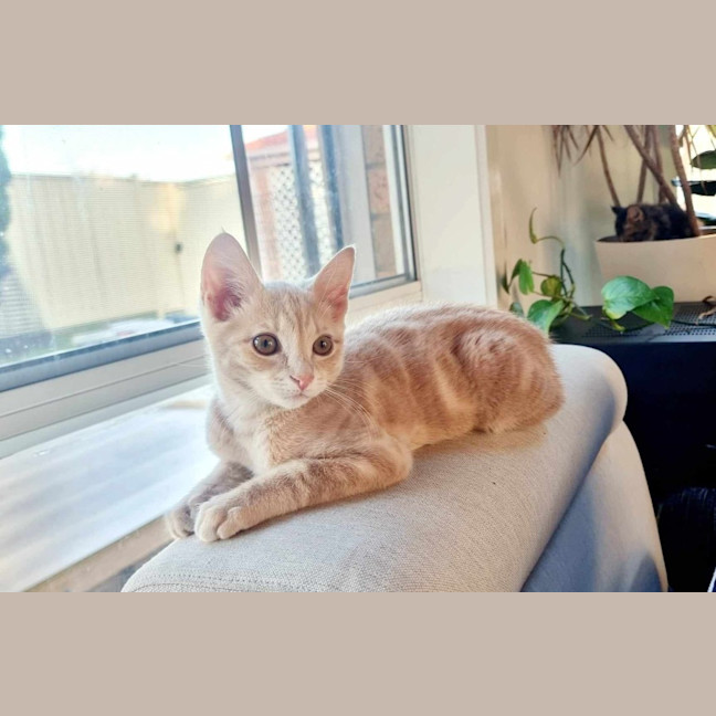 Photo of Penelope Bandit