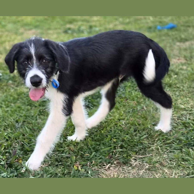 Photo of Sherlock