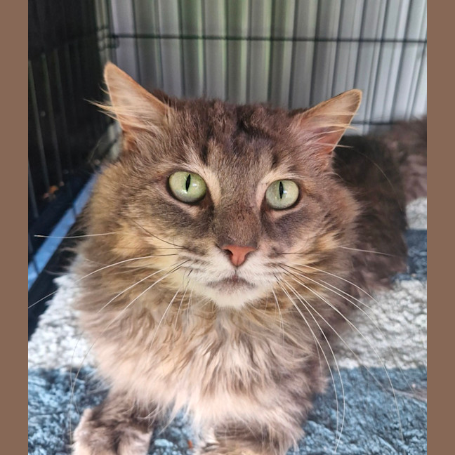Photo of Tommy