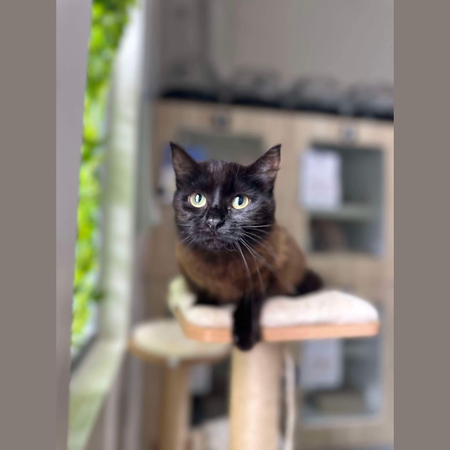 Photo of 🌱 Petunia 5628 🌱