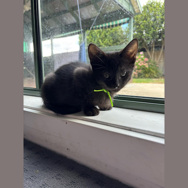 Photo of Luci