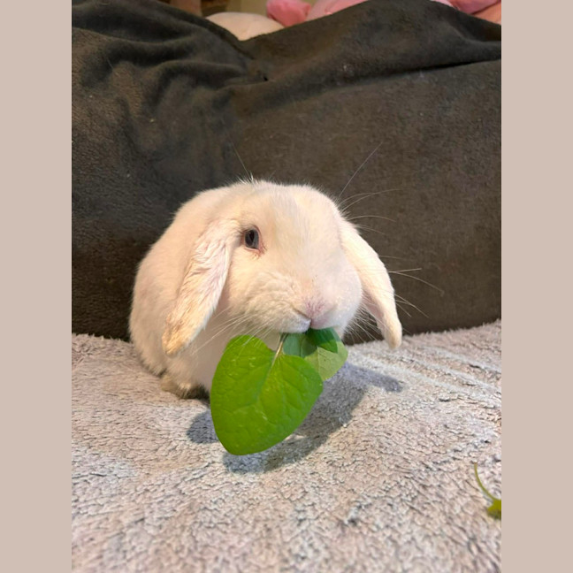 Photo of Thelmo