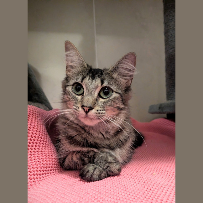 Photo of Miiko