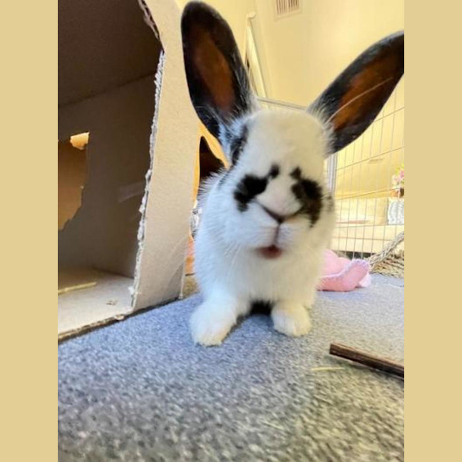 Photo of Hummingbird