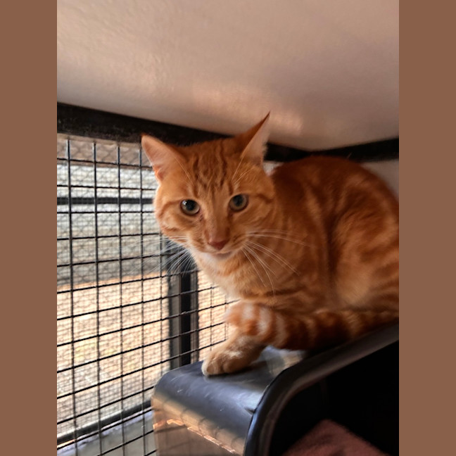 Photo of Fozzie