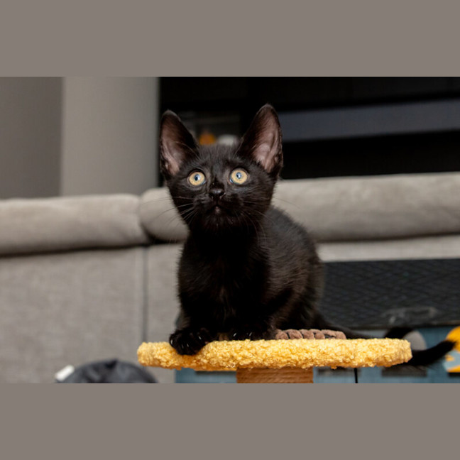 Photo of Kiwi