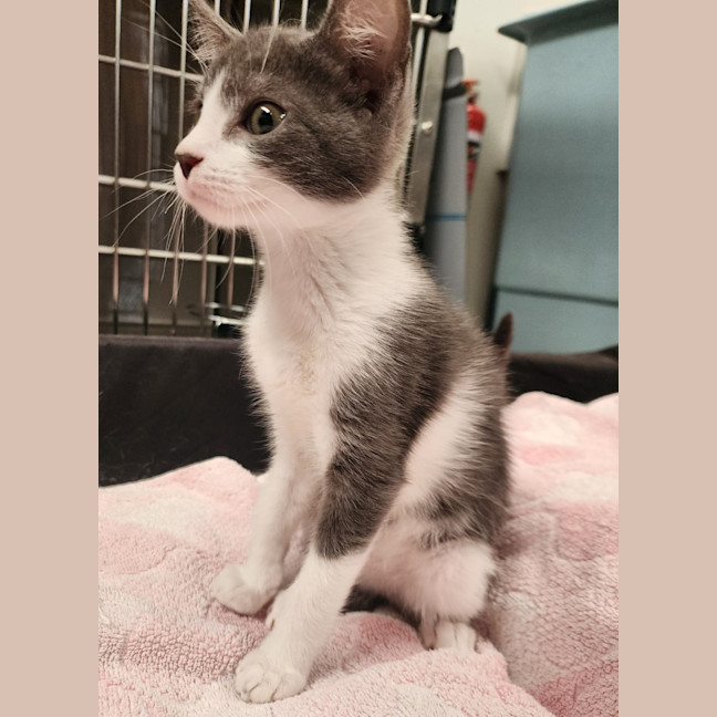 Photo of Zorro