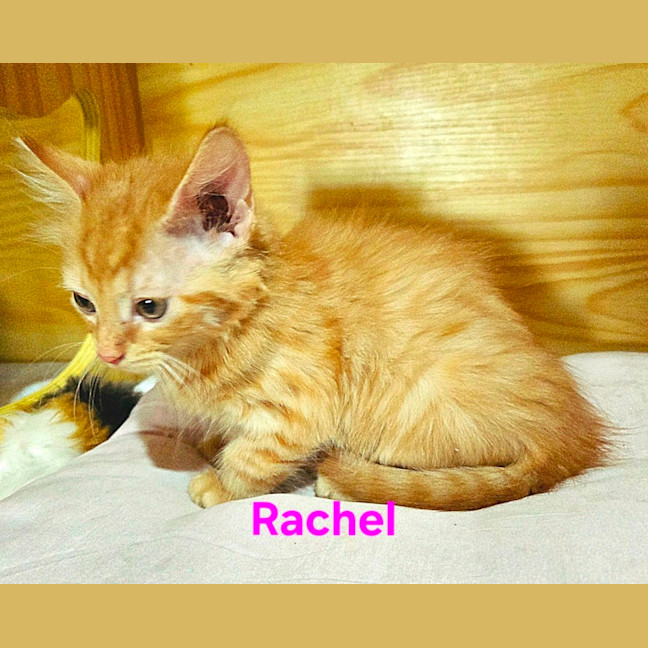 Photo of Rachel
