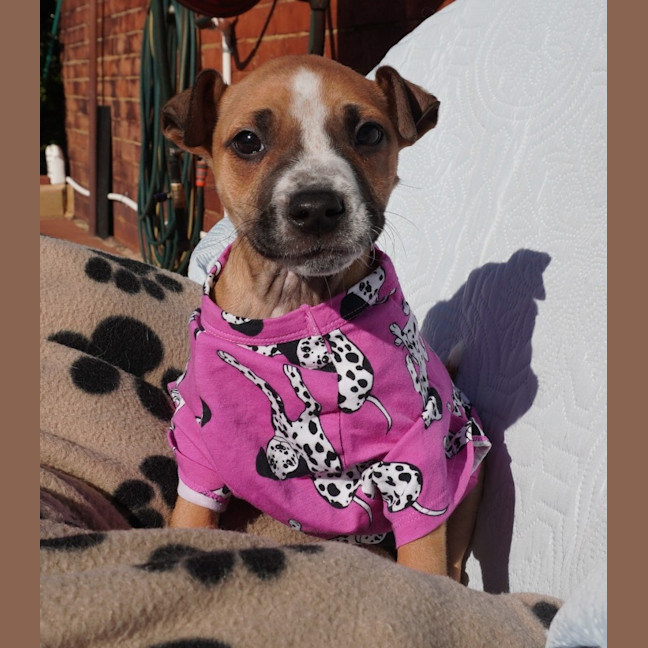 Photo of Chica