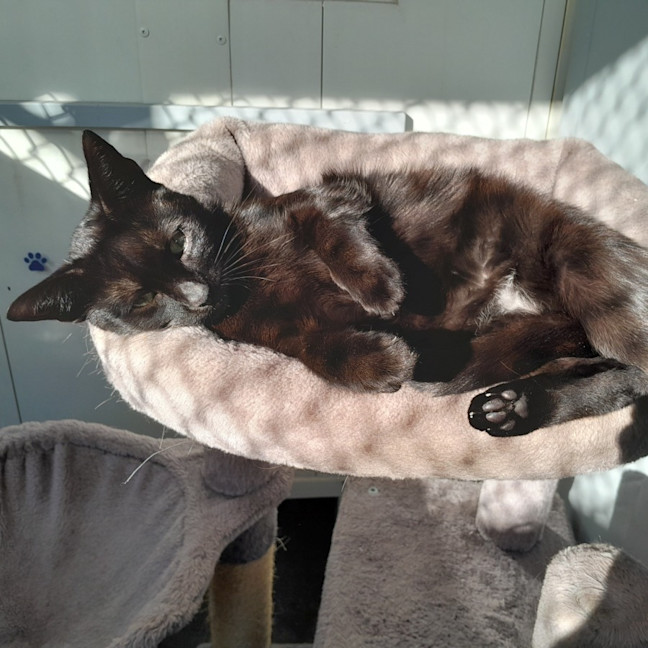 Photo of Cinder