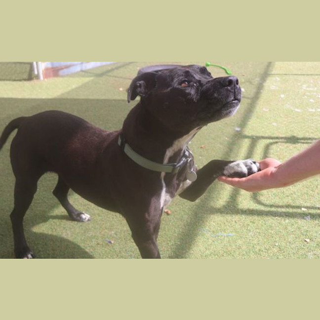 Photo of Tyson