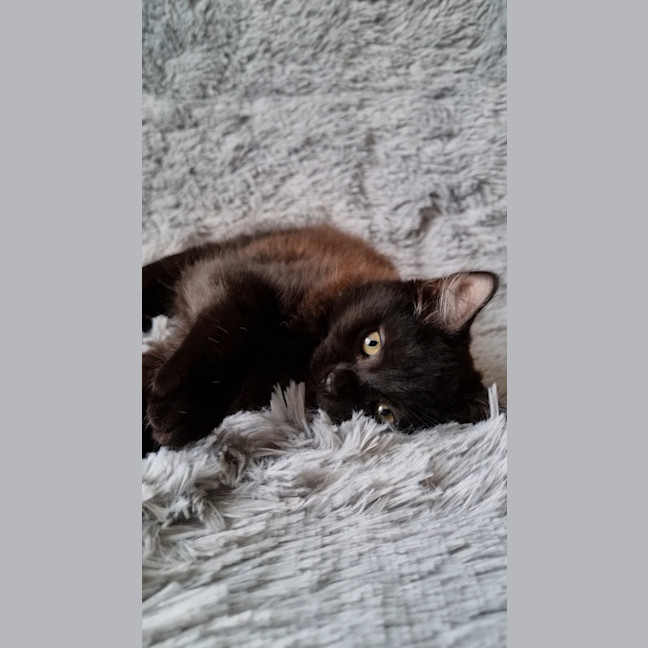 Photo of Athena