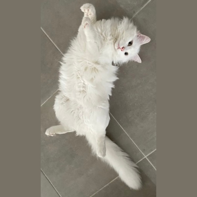 Photo of Hudson