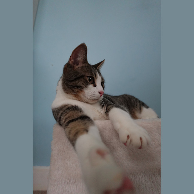 Photo of Timone