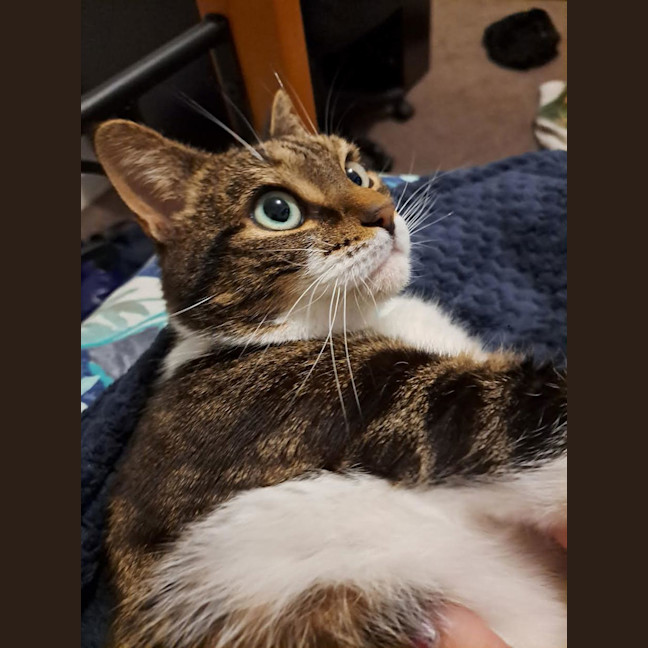Photo of Poppet