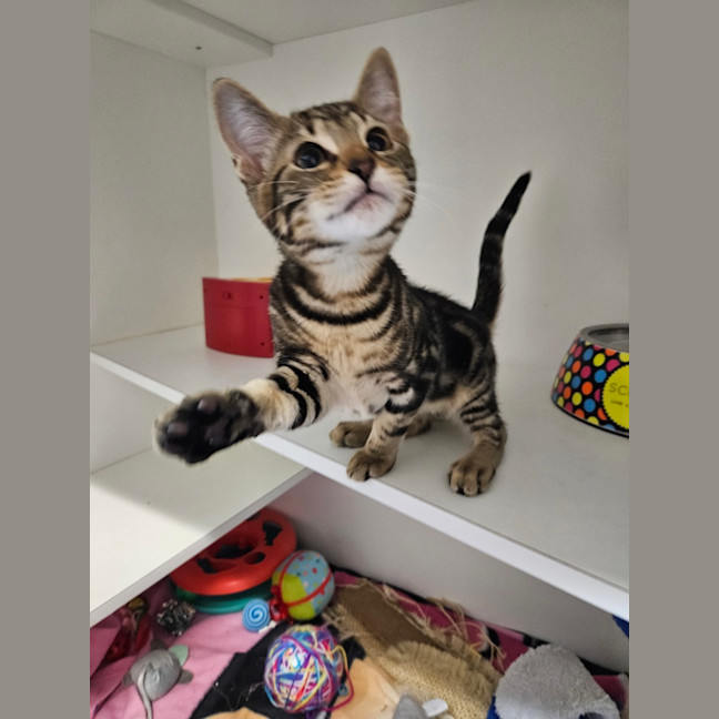 Photo of Meowie