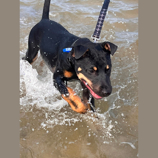Photo of Jack   5 Month Old Kelpie X Staffy