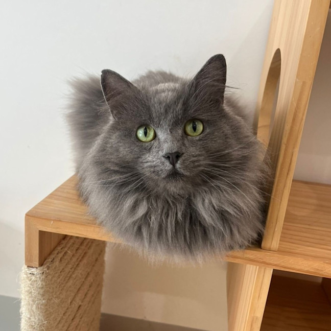 Photo of Jinx